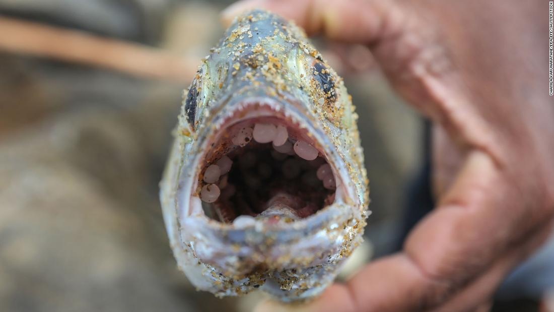 Con ac mong moi o Sri Lanka sau vu chay tau tham khoc hinh anh