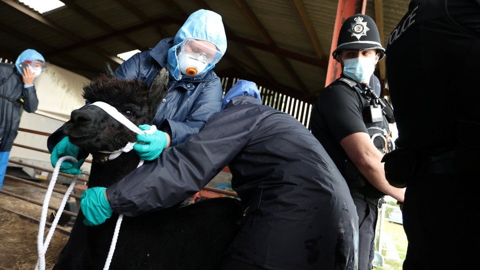 Alpaca bi giet o Anh anh 1