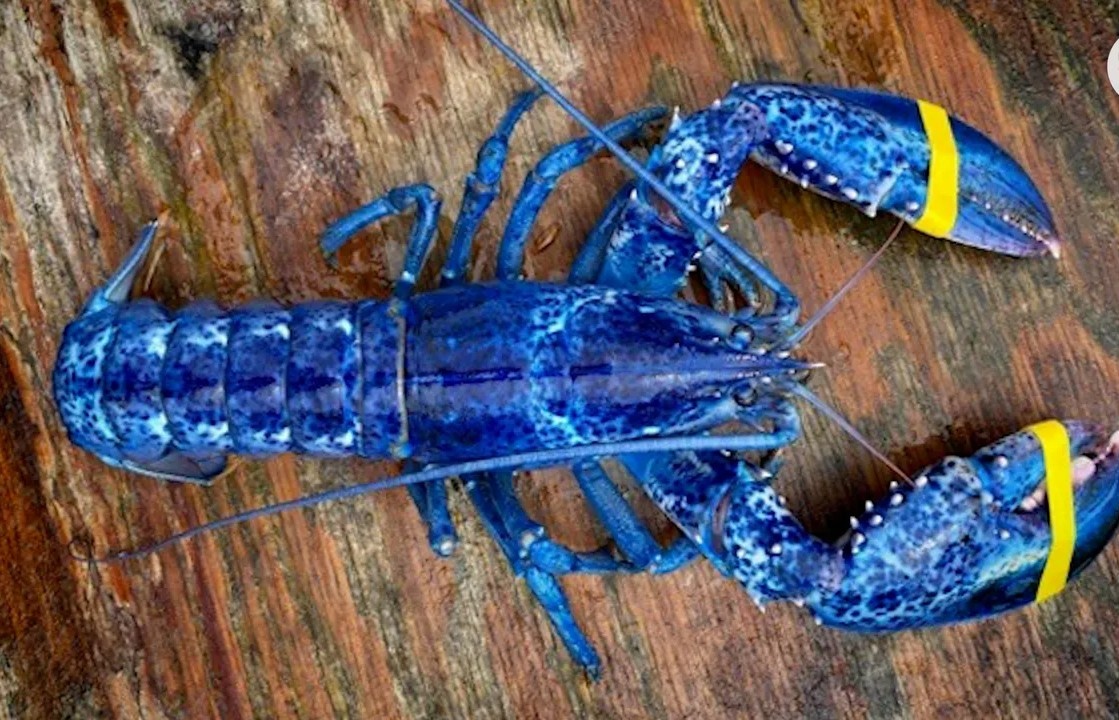 Hai cha con bat duoc tom hum la hinh anh