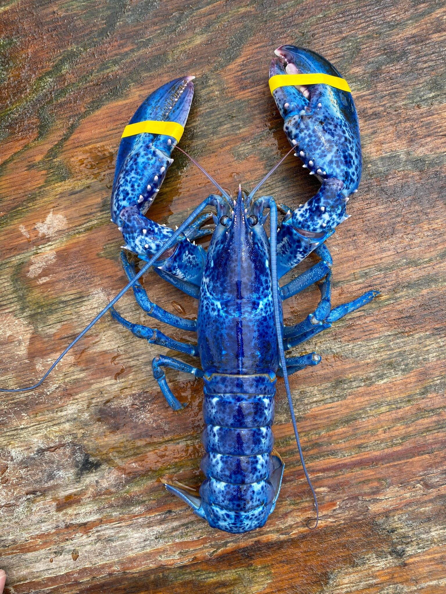 tom hum xanh hiem gap anh 1