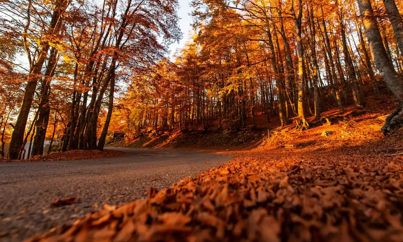 Thanh pho Ha Lan khuyen nguoi dan khong quet la rung hinh anh
