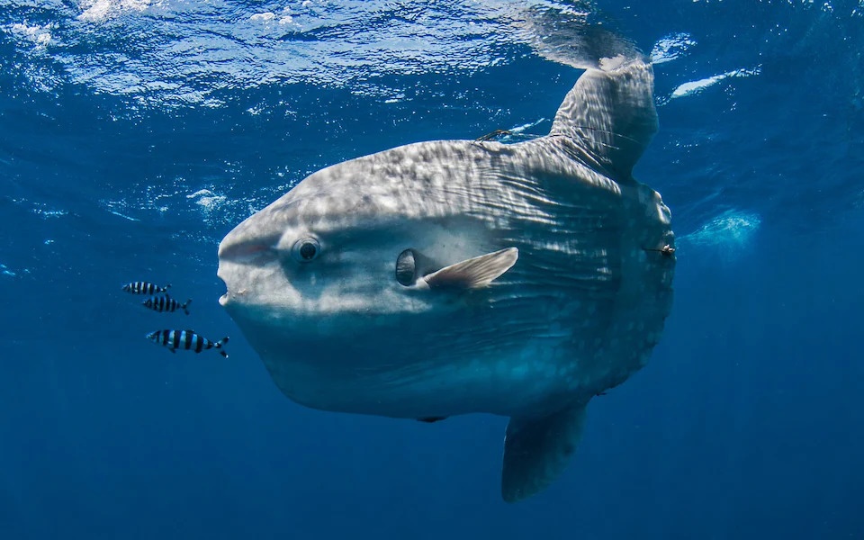 Ca thai duong khong lo lien tiep dat vao bo bien nuoc Anh hinh anh