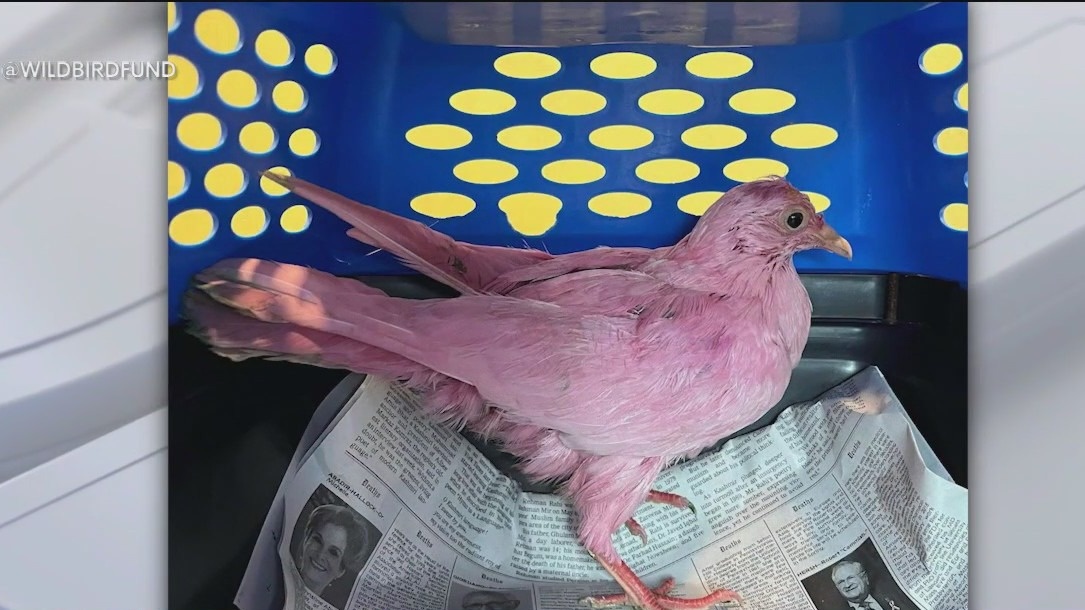 Diem bat thuong tu su xuat hien cua chim bo cau vua mau hong hinh anh