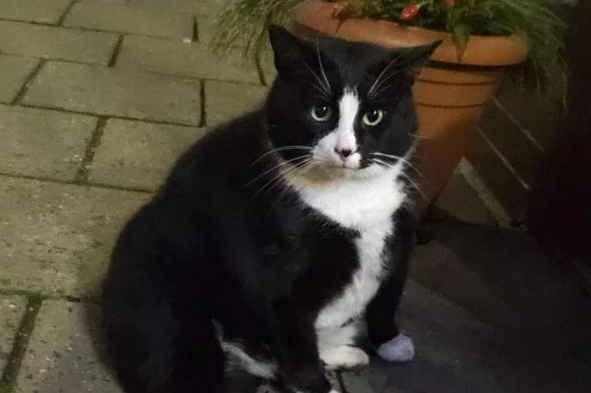 Meo beo u Gacek khien ca the gioi chu y toi thi tran o Ba Lan hinh anh