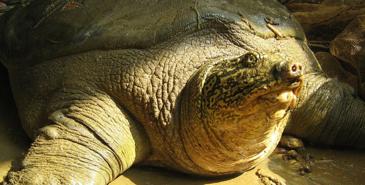 Moi de doa lon nhat doi voi loai rua Hoan Kiem hinh anh