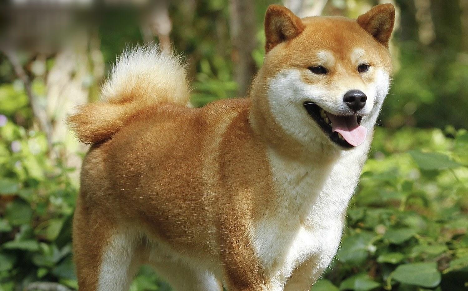 Tai sao tranh cai cho Nhat dong vai 'cau Vang' ngay cang du doi? hinh anh