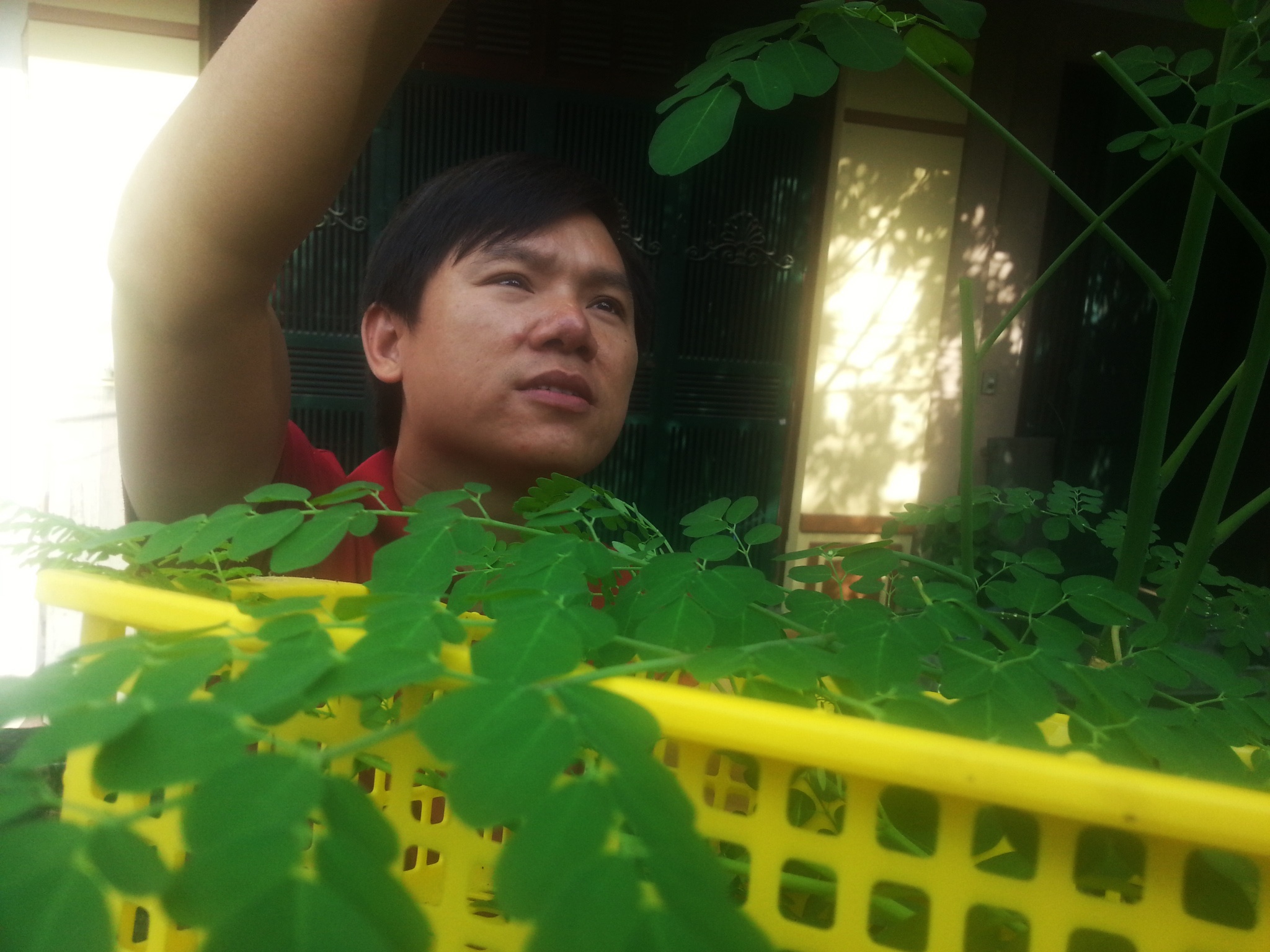 Rau chum ngay moc hoang hut khach thanh thi hinh anh