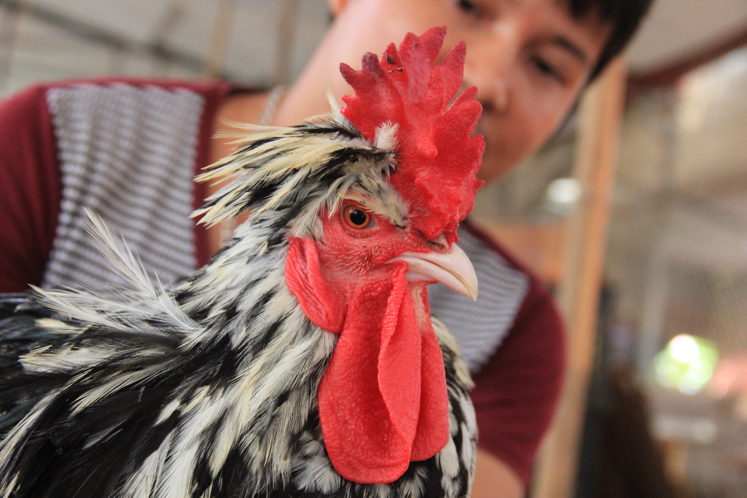 Trai ga Quy Phi hang nghin con cua anh phu ho hinh anh