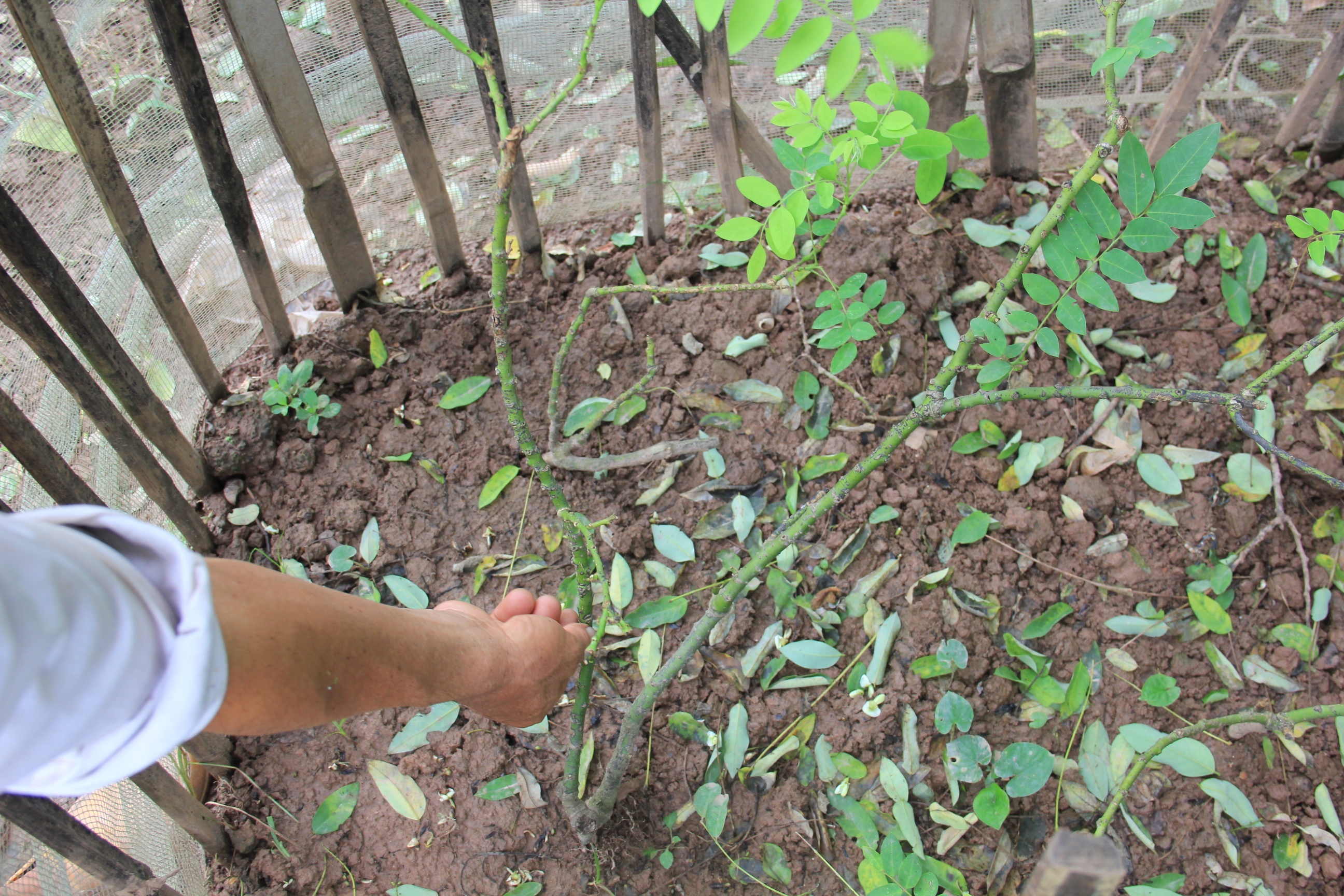 Ngoài trồng được hòe trong vườn, anh Qúy còn bán cây con với giá 40.000 - 50.000 đồng/cây. 