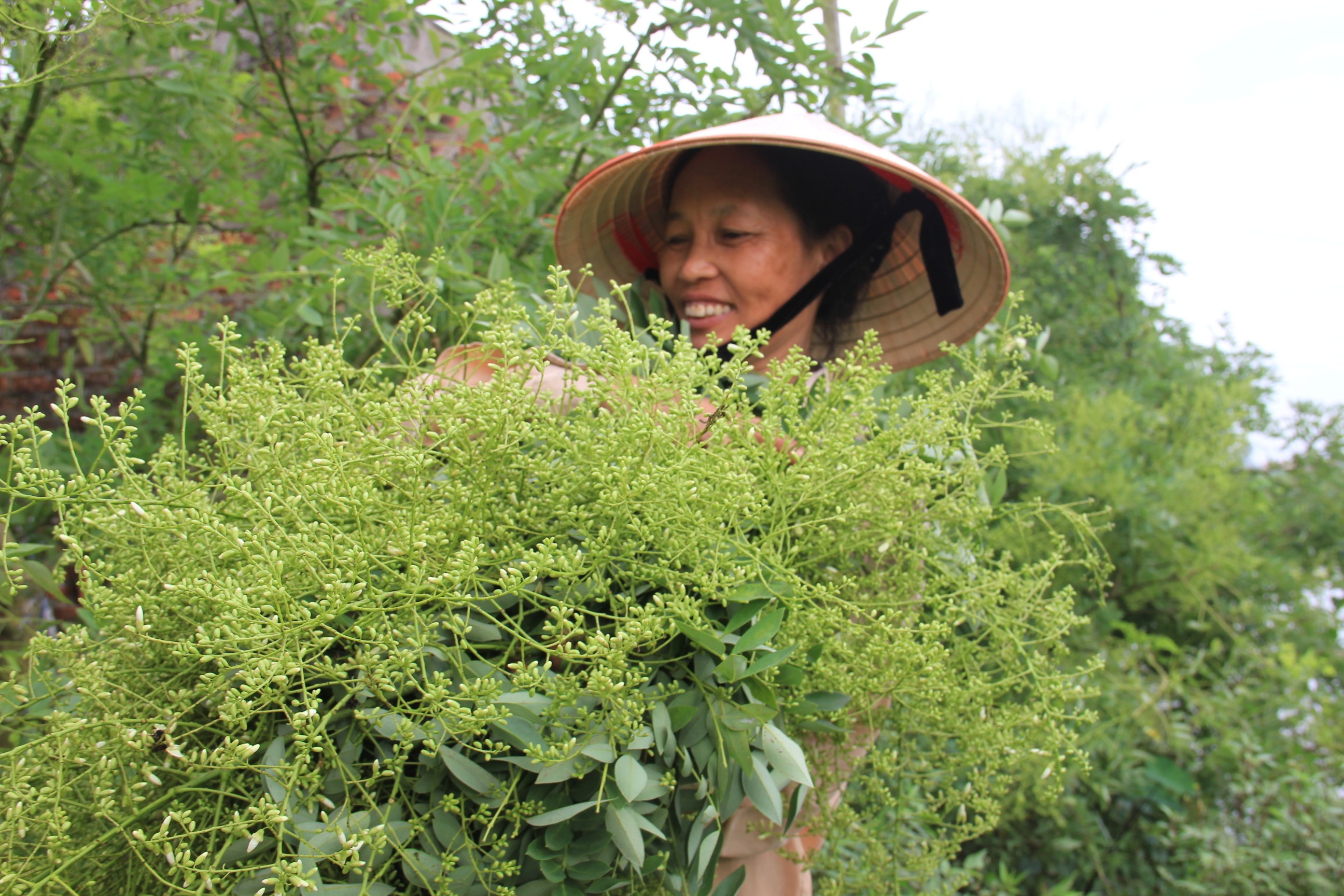 Nong dan Thai Binh thu hon tram trieu dong tu cay hoe hinh anh