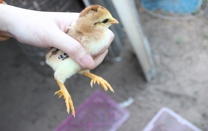 Ga chin cua 'boc trung' nuoi thit Tet chay hang hinh anh