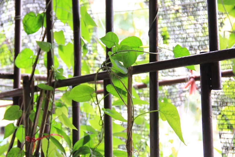 12.	Hoa thiên lý, mướp đắng rừng Long Khánh, mồng tơi, cây gấc cũng được anh tận dụng giỏ trồng để cũng cấp rau quả sạch cho gia đình.