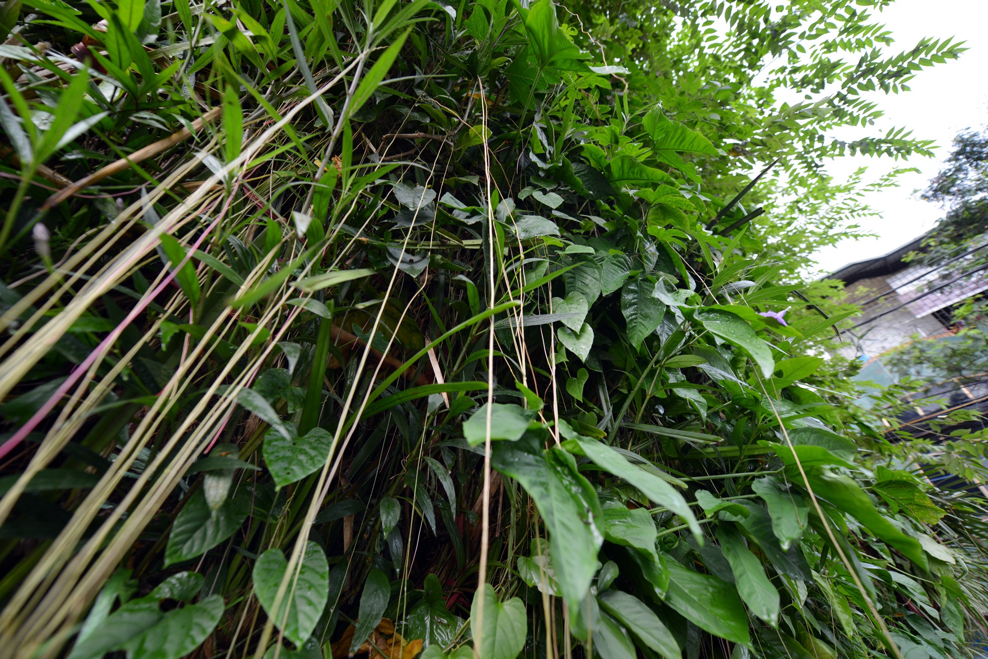 Được trồng trong các chậu cây thông minh nên các loại cây đều có khả năng chịu hạn cao. Anh Minh chia sẻ, có thời gian đi công tác dài ngày, hơn nửa tháng cây không được tưới nước mà chúng vẫn xanh mơn mởn.