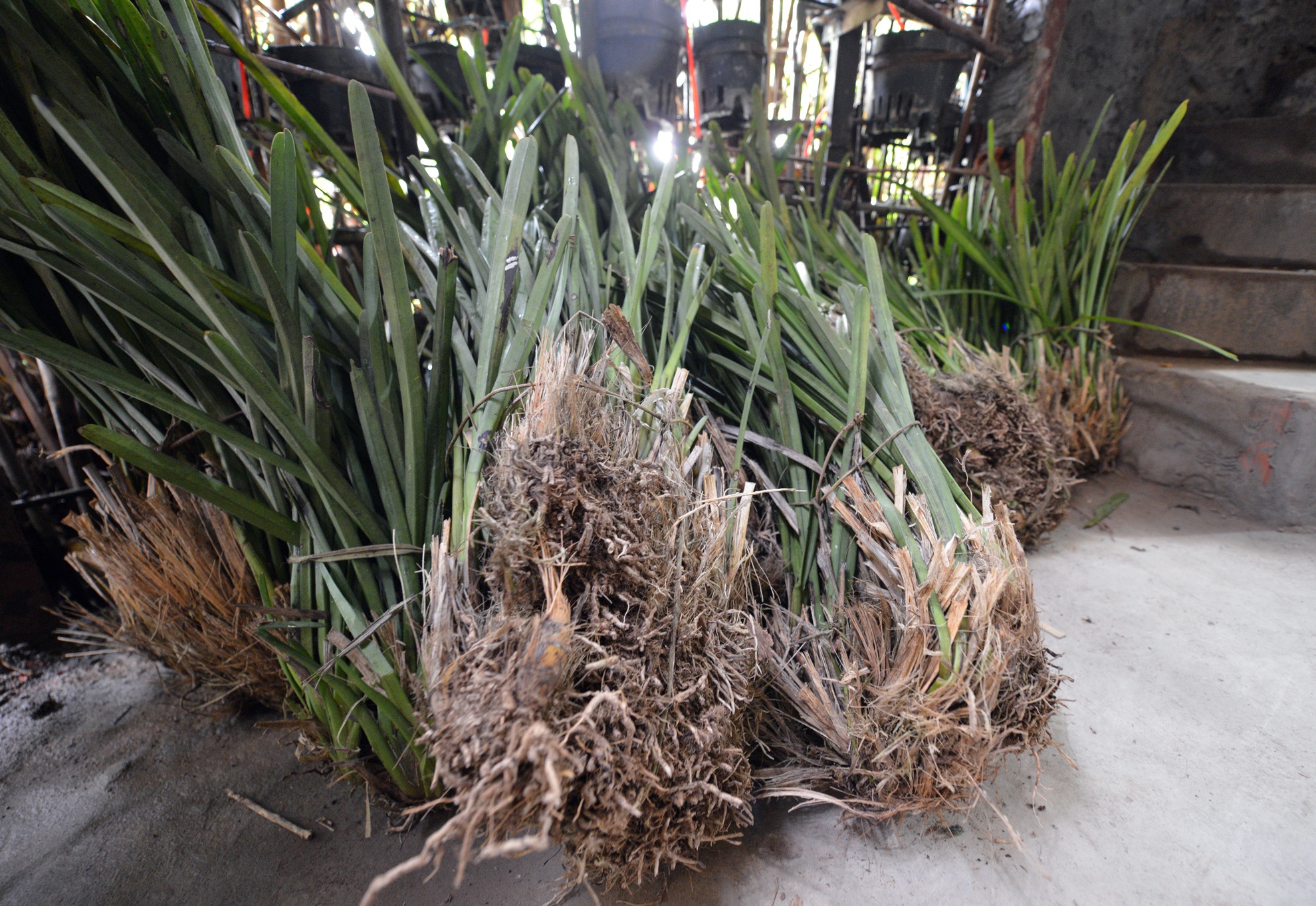 5.	Từng có kinh nghiệm lâu năm về cơ khí nên hệ thống vườn cây cho ngôi nhà do chính anh tự thiết kế. Hiện tại, ngôi nhà được phủ bởi hơn 30 giống cây khác nhau, được trồng trong 500 chiếc giỏ nhưa. Anh Minh chọn những loại cây chịu hạn tốt, giống khỏe như lan rừng, dâu hoàng đế, nha đam, dạ yến thảo... để trồng. Ngoài ra, các loại cây như trứng cá cũng được trồng trên tầng 2.