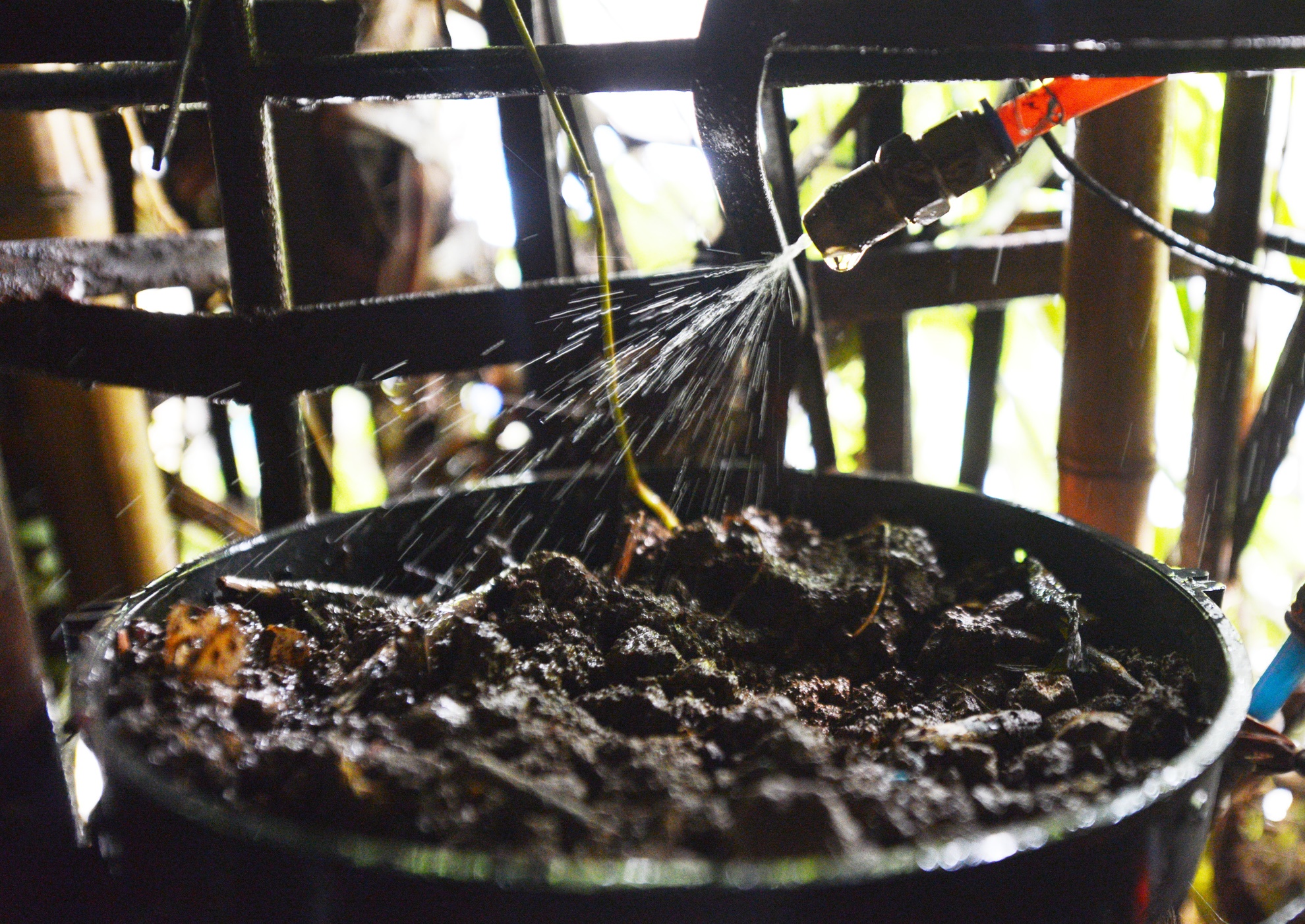 6.	Hệ thống tưới nước tự động bằng các đầu bép phun nhỏ vừa tiết kiệm nước, công tưới lại tránh bị ngập úng.