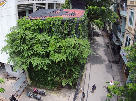 Nguoi Ha Noi chi tien ty phu cay xanh kin nha hinh anh