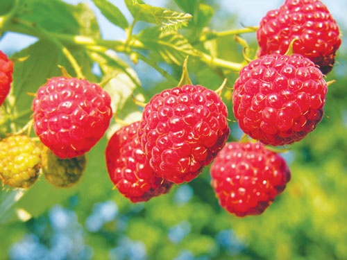 10 loai hoa qua nhap khau gia cao tai Ha Noi hinh anh