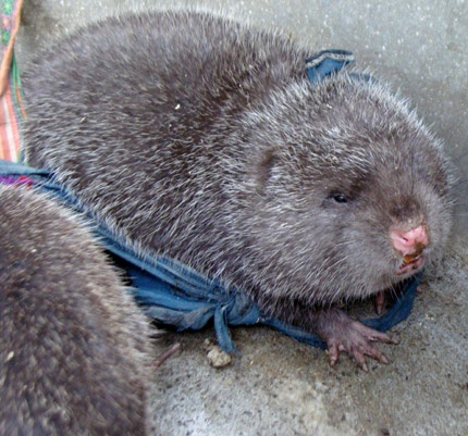 Lam giau tu nuoi dui hinh anh