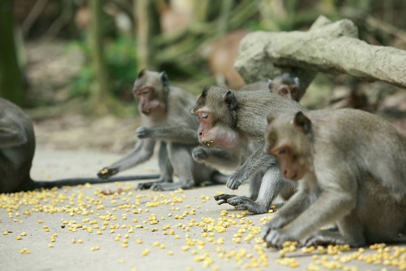 Hang quan o khu du lich Dam Long kho so voi 2.000 con khi hinh anh