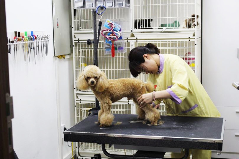 Nhuộm lông, làm nail, nâng mí mắt cho thú cưng tại các spa là những dịch vụ hot nhất hiện nay. Ảnh: NVCC.