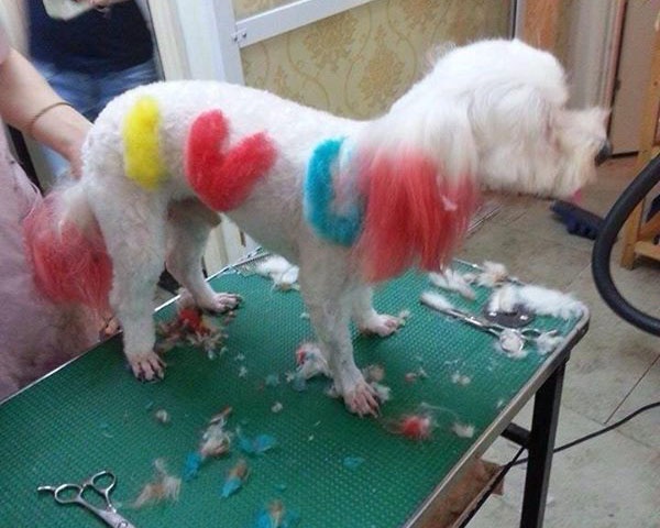 Lam nail, nhuom long cho cho gia 500.000 dong/lan o Ha Noi hinh anh