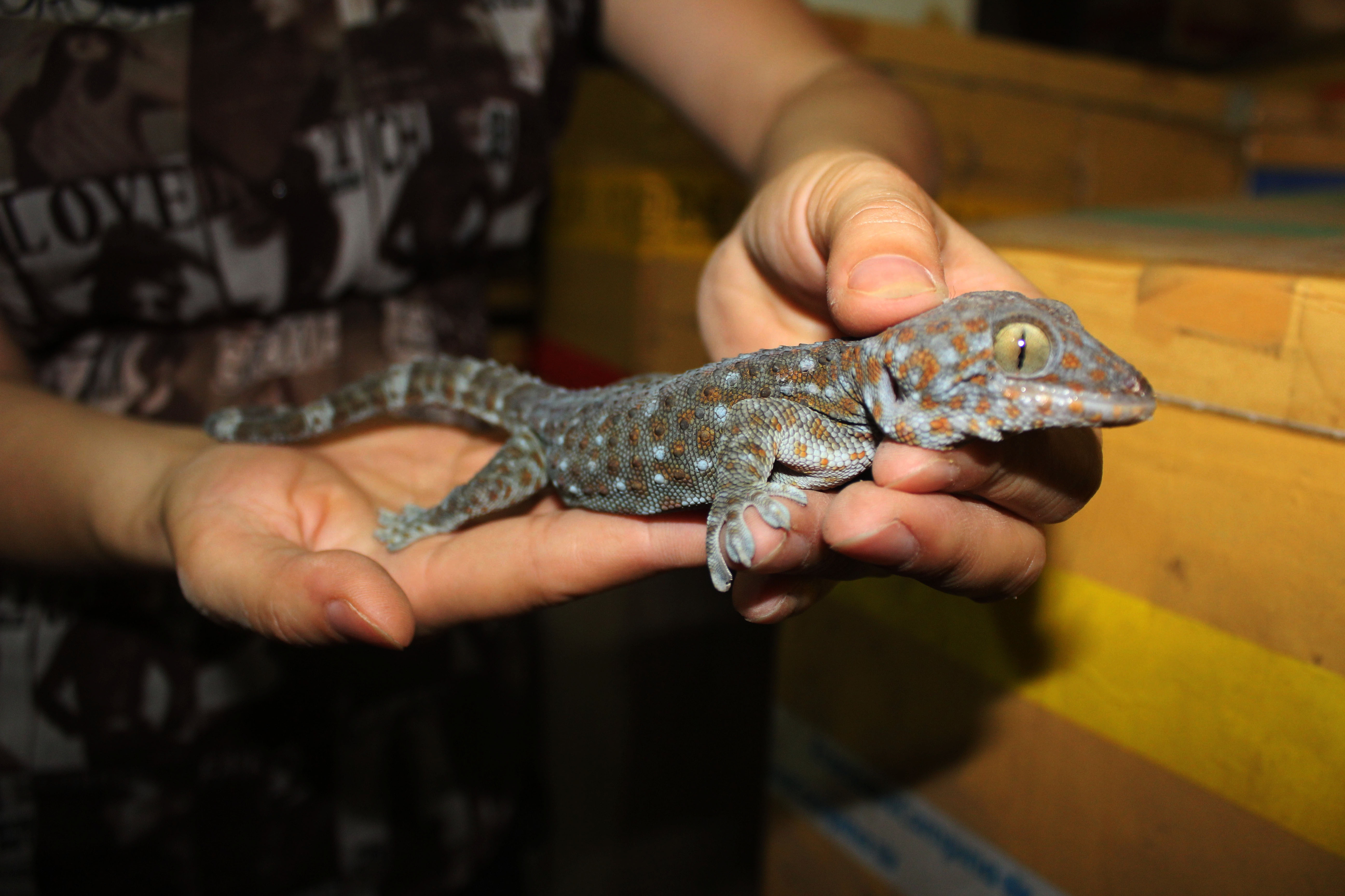 Lai 100 trieu dong/thang tu trai con trung mini giua Ha Noi hinh anh