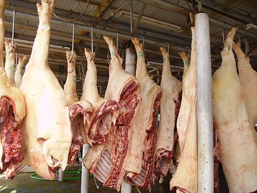 Thuong lai bom nuoc vao heo, kiem them moi con 200.000 dong hinh anh