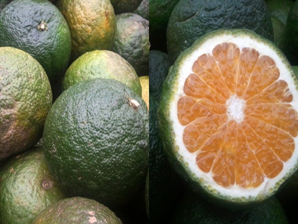 Để người tiêu dùng khỏi nhầm lẫn, ông Phạm Xuân Tình - Trưởng phòng NN huyện Bắc Quang cho biết có thể phân biệt cam Hà Giang theo các yếu tố: Mùa vụ thu hoạch là vào trung tuần tháng 11 âm lịch mới xuất bán, nên cam bán thời điểm này chắc chắn không phải cam Hà Giang. Thứ hai là cam mang màu vàng đỏ đặc trưng cả ở vỏ và trong ruột; cam có hạt do là giống nguyên bản chứ không phải cam lai; cùi dày do Hà Giang vẫn làm kiểu truyền thống, tự nhiên chứ chưa can thiệp hóa chất. Vị cam Hà Giang cũng ngọt đậm hơn so với cam khác, nhưng có chút chua chứ không ngọt như nhiều loại cam Trung Quốc. Ảnh: Kiến Thức.