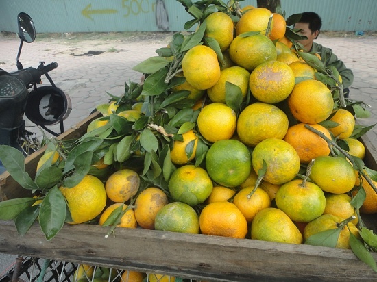 Để người tiêu dùng khỏi nhầm lẫn, ông Phạm Xuân Tình - Trưởng phòng NN huyện Bắc Quang cho biết có thể phân biệt cam Hà Giang theo các yếu tố: Mùa vụ thu hoạch là vào trung tuần tháng 11 âm lịch mới xuất bán, nên cam bán thời điểm này chắc chắn không phải cam Hà Giang. Thứ hai là cam mang màu vàng đỏ đặc trưng cả ở vỏ và trong ruột; cam có hạt do là giống nguyên bản chứ không phải cam lai; cùi dày do Hà Giang vẫn làm kiểu truyền thống, tự nhiên chứ chưa can thiệp hóa chất. Vị cam Hà Giang cũng ngọt đậm hơn so với cam khác, nhưng có chút chua chứ không ngọt như nhiều loại cam Trung Quốc. Ảnh: Kiến Thức.
