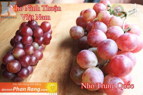 Theo một chủ vườn nho ở Ninh Thuận, Nho đỏ Ninh thuận hình cầu, trái to khoảng đầu ngón tay cái, vỏ nho rất mỏng, quả chín có màu đỏ tươi đến đỏ đậm, có vị ngọt hài hoà với vị chua nhẹ. Chùm nho thon dài, cân nặng từ 150 – 350 g/chùm, các trái nho khít gần nhau trên cùng 1 chùm, ít rời rạc. Nho đỏ Trung Quốc trái to gấp đôi nho Ninh Thuận, quả chín có màu đỏ nhạt, có lốm đốm trắng trên vỏ, vị ngọt gắt. Các trái nho trên cùng 1 chùm rời rạc nhau, 1 chùm nho cân nặng khoảng 500 – 700 g/chùm. Ảnh: Tri Thức Trẻ.