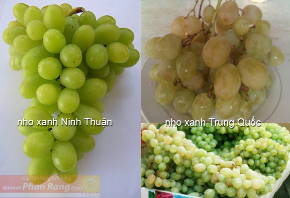 Nho xanh Ninh Thuận vỏ quả dày, có màu xanh ngả vàng nhạt, thịt quả trong, có hạt, có vị ngọt đậm không gắt, chua rất nhẹ. Trọng lượng từ 200 – 500 g/chùm, trái khít gần nhau. Nho xanh Trung Quốc vỏ quả mỏng, không có hạt, có vị ngọt gắt. Trái nho rời rạc trên 1 chùm. Theo ông Nguyễn Văn Mọi, chủ nhân thương hiệu nho Ba Mọi nổi tiếng ở Ninh Thuận, tháng 3 – 4 không phải mùa thu hoạch chính của nho Ninh Thuận nên chắc chắn sản lượng không nhiều để bán tràn lan trên các vỉa hè với giá rẻ. Ảnh: Web.