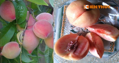 Sự khác biệt giữa đào chuẩn Sapa (bên trái) và đào Trung Quốc đội lốt (bên phải). Đến giữa tháng 8, trong khi đào Sapa đã hết mùa thì người ta thấy các sạp hàng quảng cáo bán đào tiên Sapa tràn lan các vỉa hè, cuối chợ. Loại đào này có đặc điểm quả to nặng 200 - 250 g/quả, chín mọng, vỏ màu hồng trơn láng, cùi thịt màu vàng nhưng khi ăn mềm nhũn có vị hơi chua, ít ngọt. Những người sành hoa quả cũng đưa ra những đặc điểm để nhận dạng đào Sapa, đó là loại quả này thường chỉ nhỏ như chén uống nước chè, có mùi vị thơm giòn, hơi chua và ngoài vỏ có lớp lông tơ mềm như nhung. Còn theo ông Lê Quốc Anh, đại diện của Viện khoa học nông nghiệp Việt Nam, từ những đặc điểm này, có thể khẳng định loại đào tiên chắc chắn là đào Trung Quốc, hiện chưa có vùng nào trong nước có thể trồng được giống đào này. 