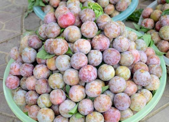 Cảnh được mùa mất giá lại tiếp diễn làm đắng lòng người nông dân. Nếu như đầu mùa giá thu mua mận tại vườn thường vào khoảng 25.000 - 30.000 đồng/kg thì khoảng đầu tháng 6 chỉ còn khoảng 3.000 - 5.000 đồng/kg, do mận Trung Quốc tràn ngập thị trường. Theo lời chị Lò Thị Phương – người trồng mận ở Sơn La, hầu hết các vườn mận đều được mùa, năng suất cao hơn hẳn mọi năm tuy nhiên, giá thu mua năm nay đã rớt mạnh so với năm ngoái. Ảnh: Sống Mới.