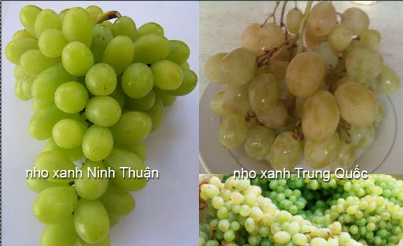 Sự khác biệt giữa nho xanh Trung Quốc và nho Ninh Thuận.