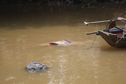 Để đưa được con cá về, anh Dũng phải nhờ tới người hỗ trợ...