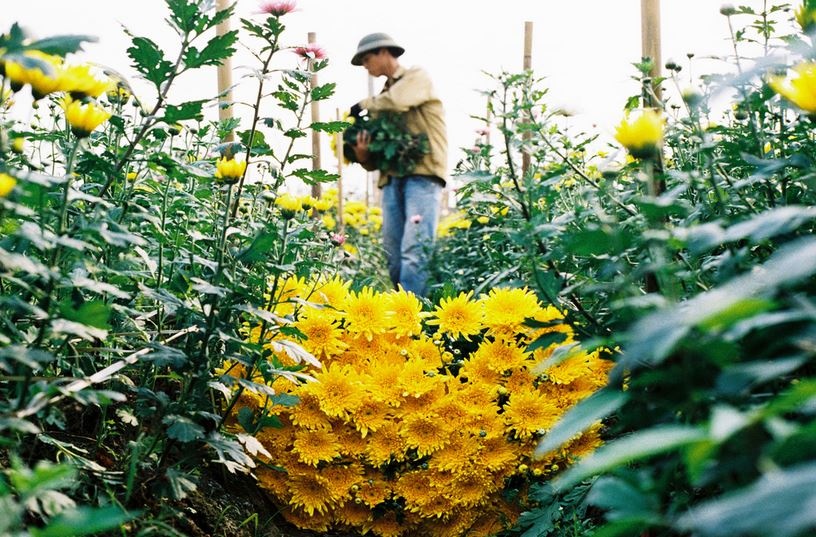 Gia hoa hong dip 20/10 tang vi trung dip nong dan sua cay hinh anh