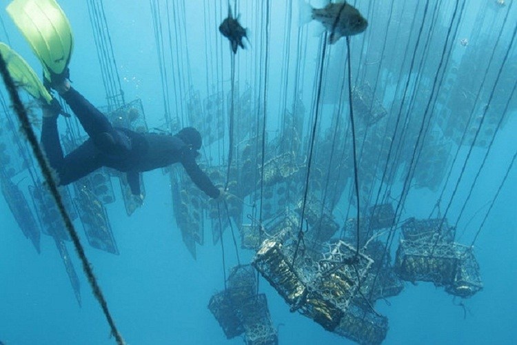 Những lồng nuôi trai dưới đáy đại dương.