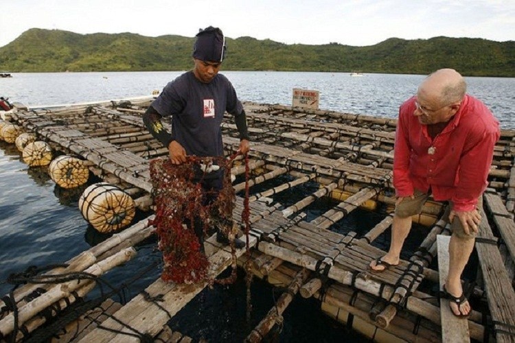 Họ cấy nhân vào những con trai sau đó nuôi dưỡng chúng ở khu thu hoạch. Những nhân mô này dần dần phát triển thành viên ngọc.
