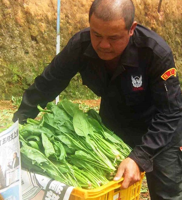 Ông Nguyễn Văn Thi bên nông trại bó xôi đang cho thu hoạch.