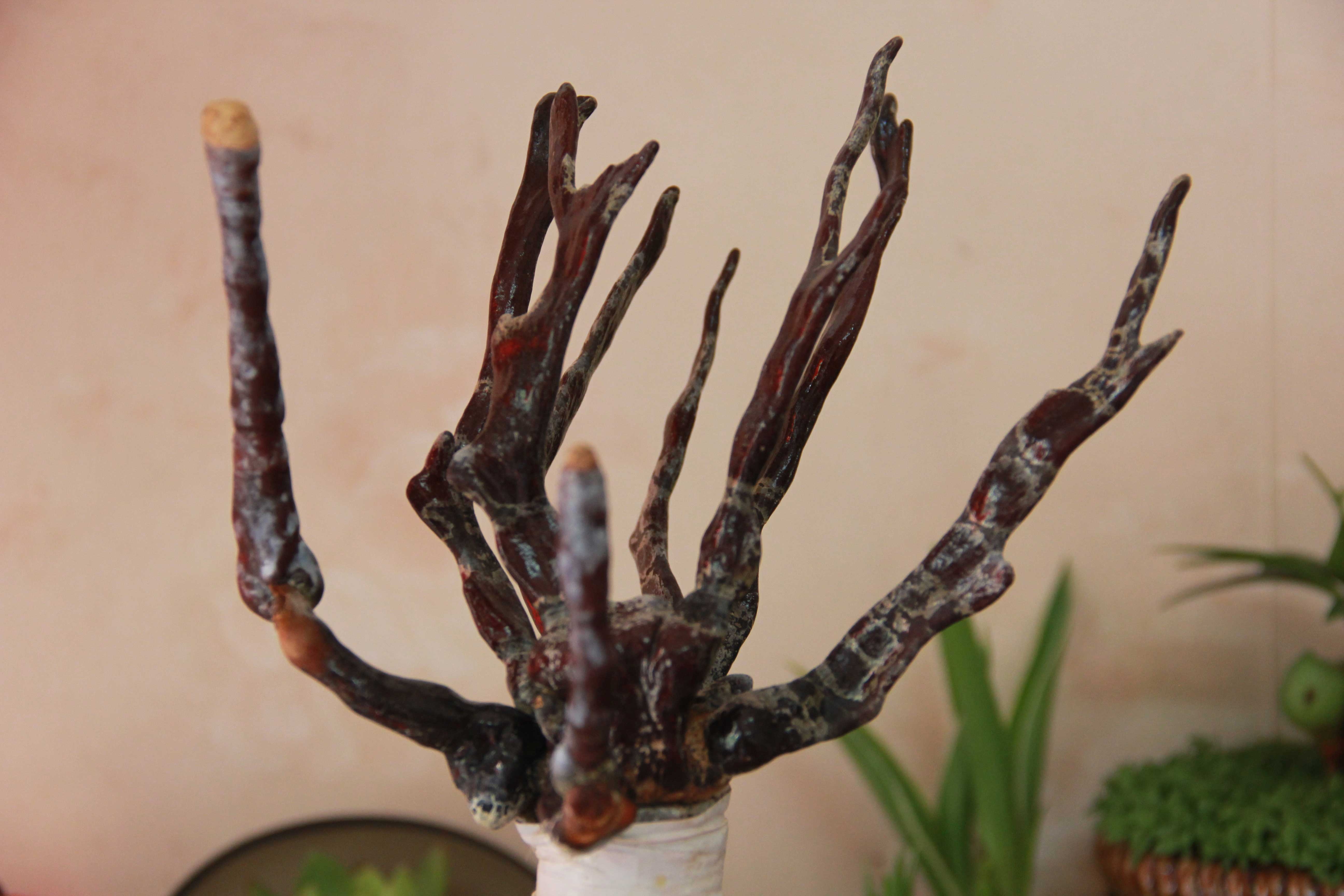 Linh chi vừa là thảo dược vừa biểu tượng cho sự trường thọ, tài lộc, may mắn, sức khỏe. Ảnh: Ngọc Lan.