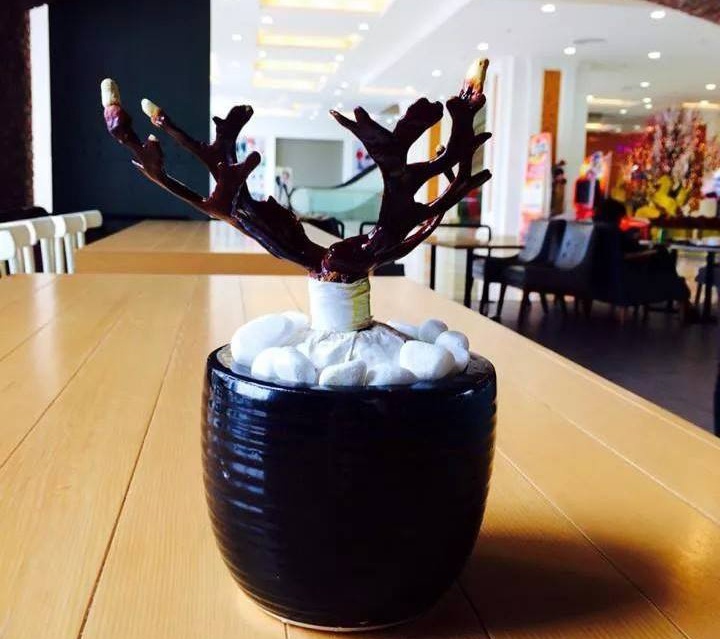 Mot choi nam linh chi bon sai gia bac trieu o Ha Noi hinh anh