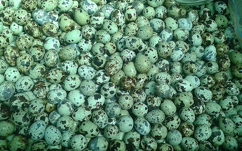 Thieu nguon trung chim cut xuat khau sang Nhat hinh anh