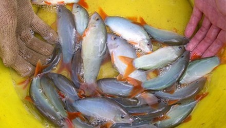 Nuoi ca heo nuoc ngot o An Giang hinh anh