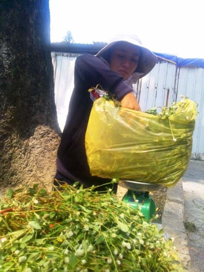 Nhờ bán loại cây này, người bán mỗi ngày có thể lời hơn 1 triệu đồng.