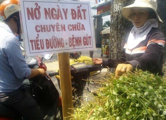 'Than duoc' cay no ngay dat day duong Sai Gon hinh anh