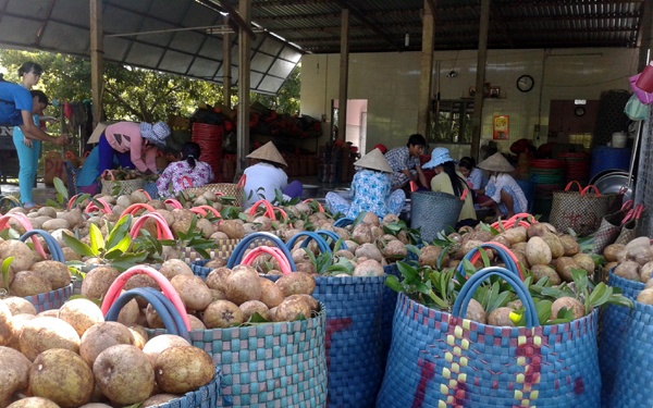 Cay hong xiem giup hang nghin ho dan thoat ngheo hinh anh