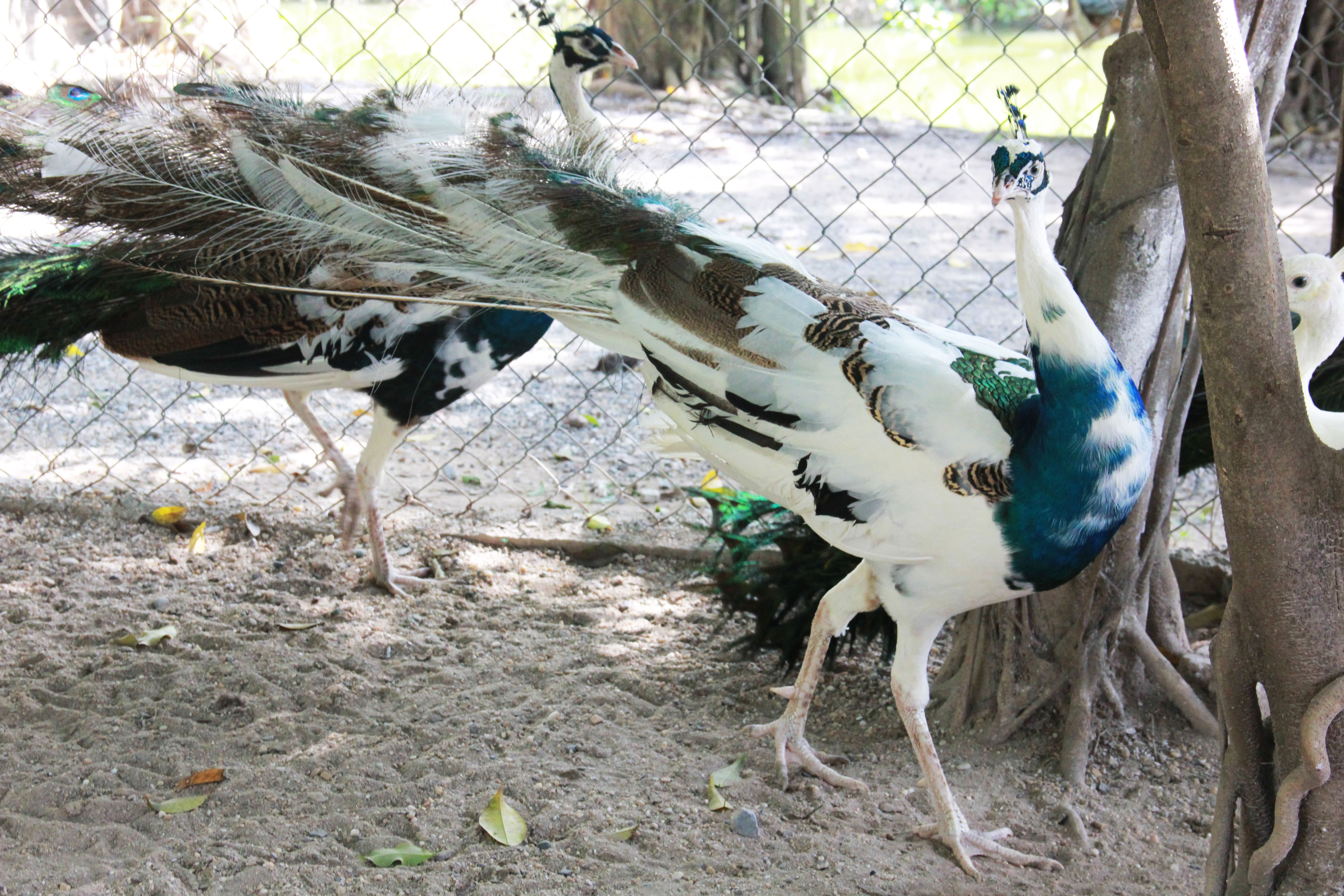 Con chim công đột biến màu ngũ sắc có giá 15 - 20 triệu đồng/con. Ảnh: Ngọc Lan.