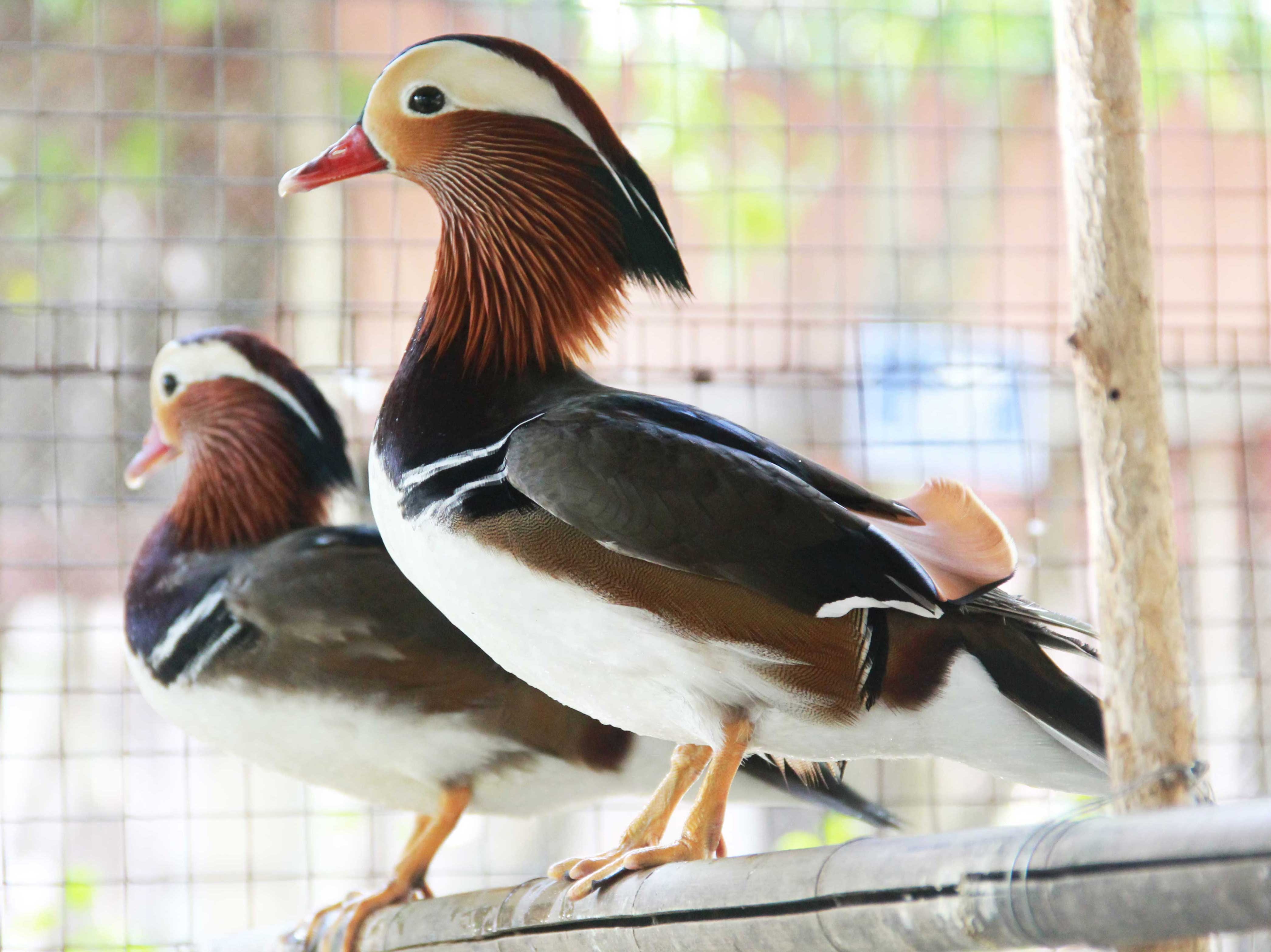 12 trieu dong/cap vit uyen uong long ngu sac hinh anh