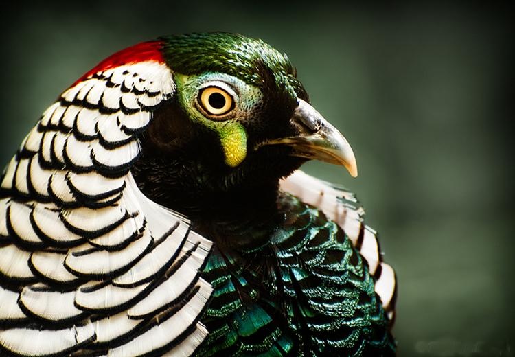 Chim tri hoang de co gia 10 trieu dong/con hinh anh