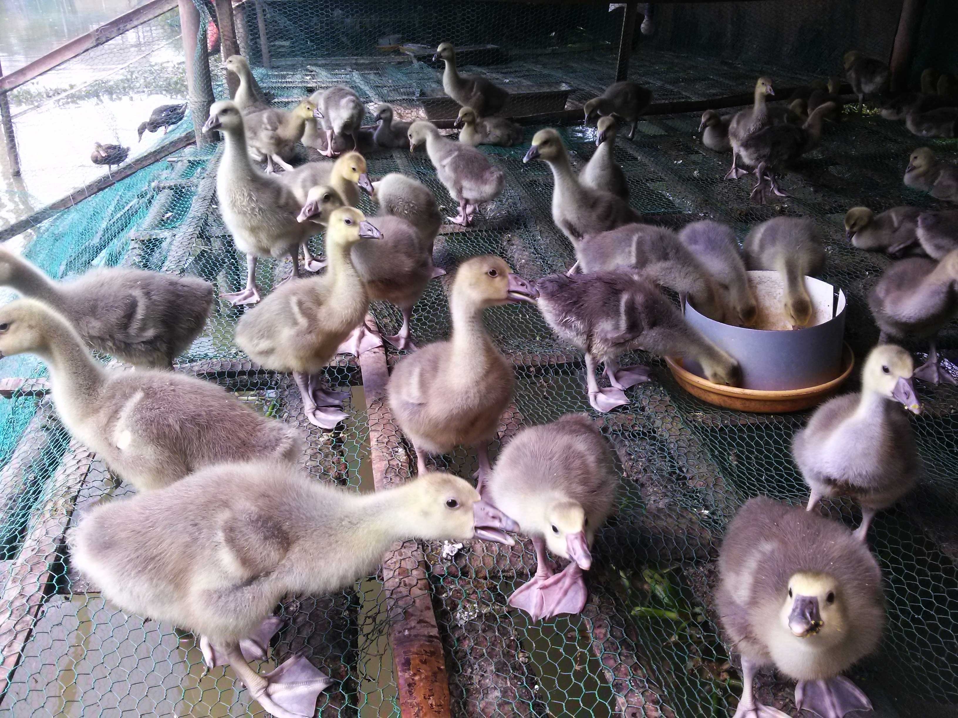 Chi phí nuôi ngỗng trời rất đắt đỏ và kỹ thuật nuôi tốn nhiều công. Ảnh: NVCC.